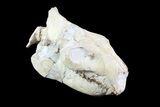 Oreodont (Merycoidodon) Skull - Wyoming #93756-2